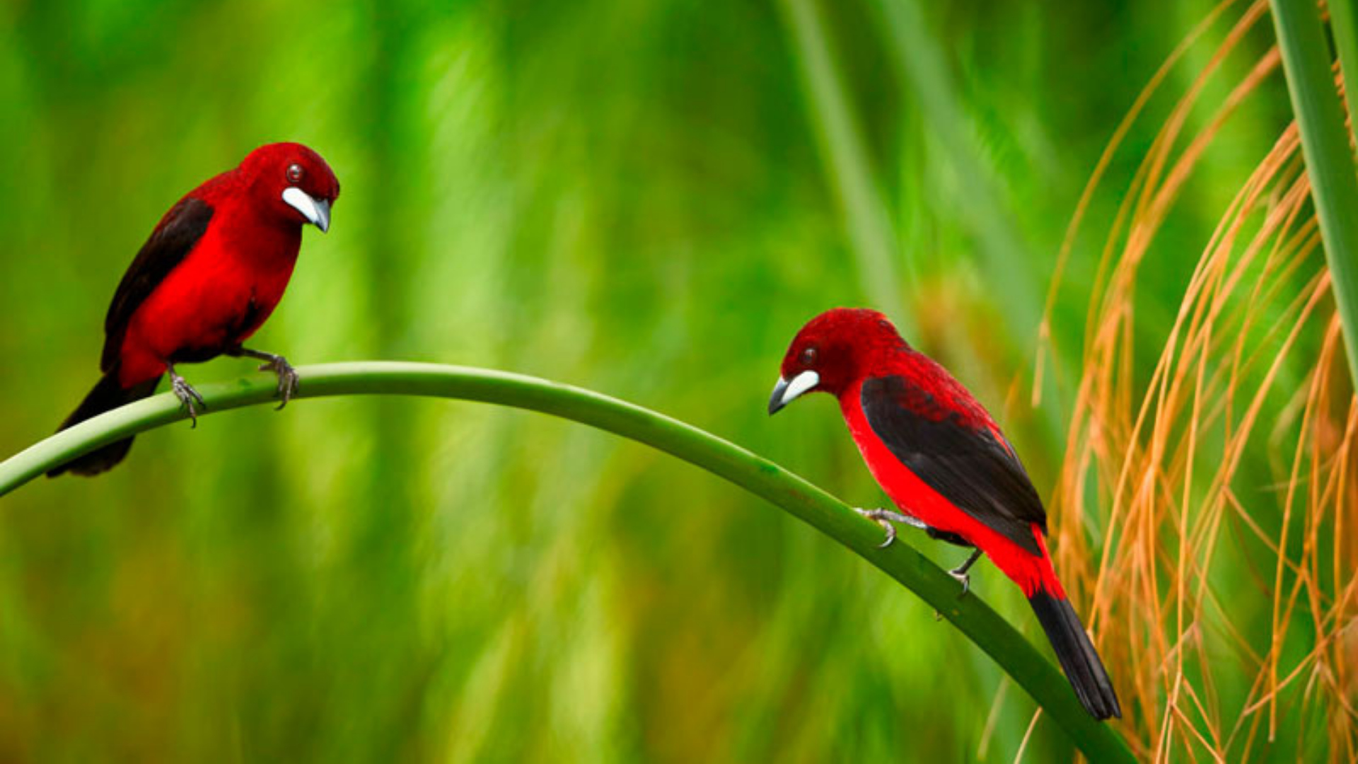 Este Parque Nacional es un tesoro biológico que alberga el 30% de las aves de Colombia y protege culturas ancestrales.
