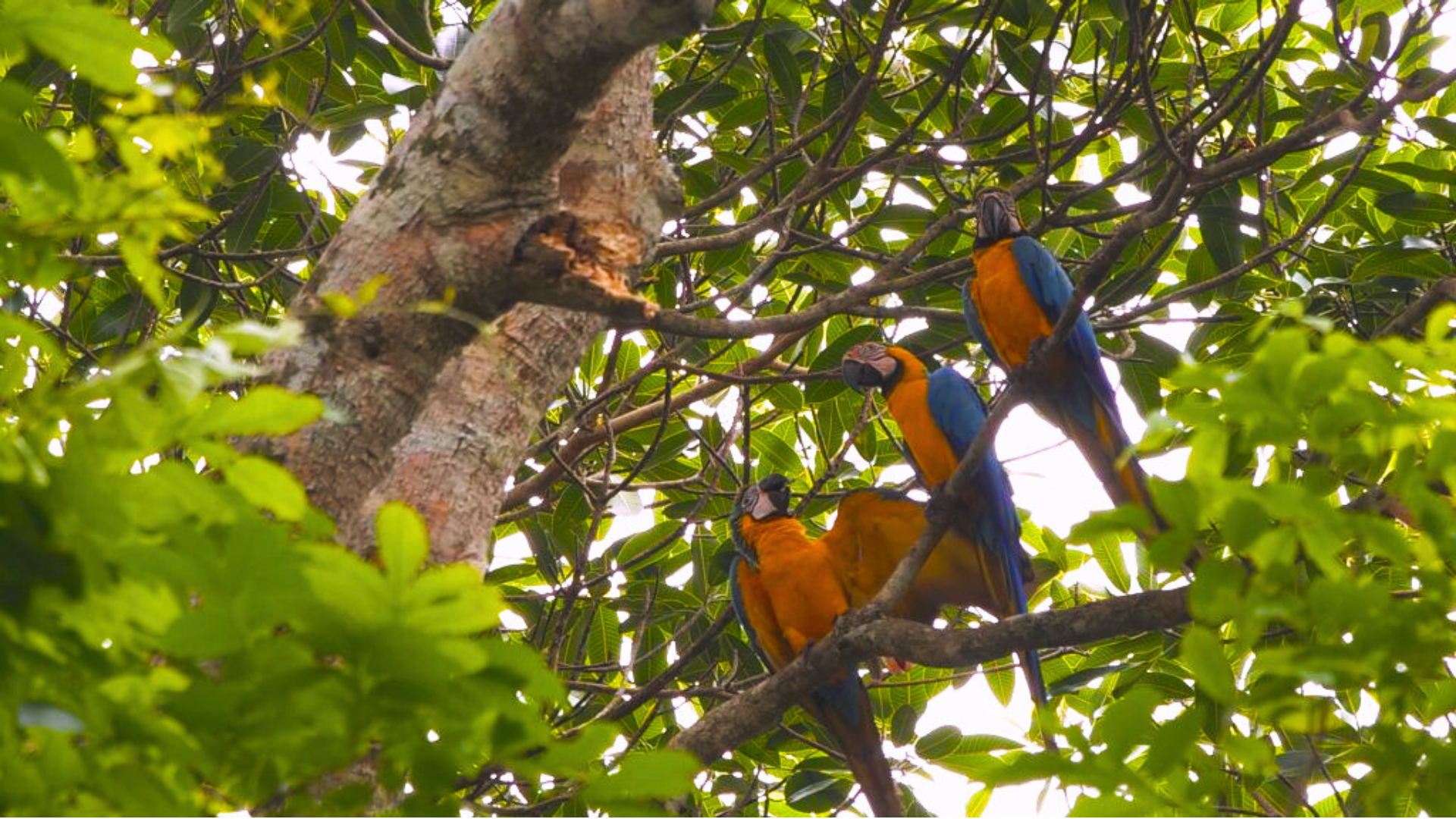 Este Parque Nacional es un tesoro biológico que alberga el 30% de las aves de Colombia y protege culturas ancestrales.