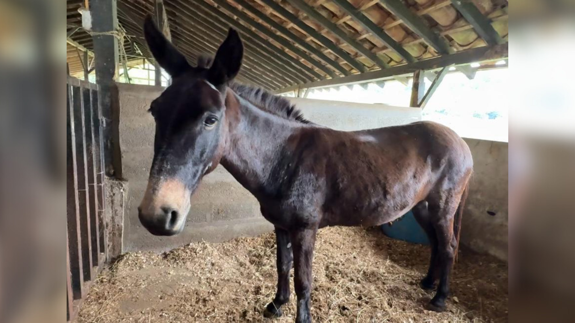 Caballos, burros y cerditos ya no son solo animales de carga o granja. En Medellín, hoy se adoptan como mascotas y miembros de la familia.