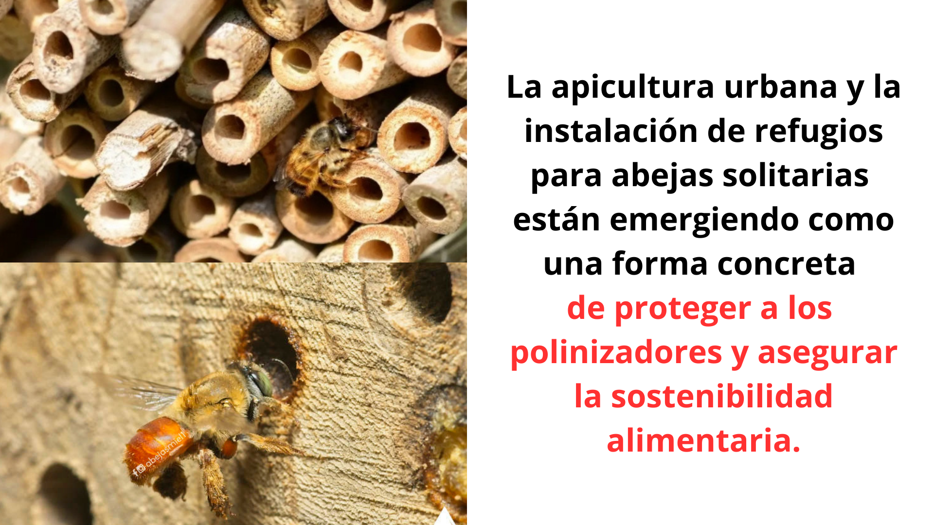 abejas, refugios, polinización, biodiversidad, Medellín, medio ambiente, apicultura, abejas solitarias, ecosistema, sostenibilidad