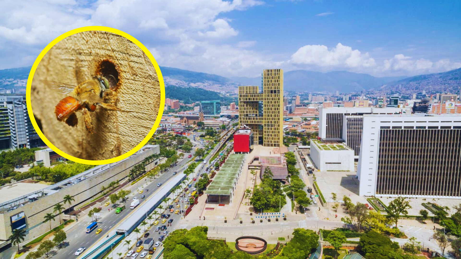 Medellín impulsa refugios para abejas solitarias, clave en la polinización mundial. Una solución sencilla con impacto vital.