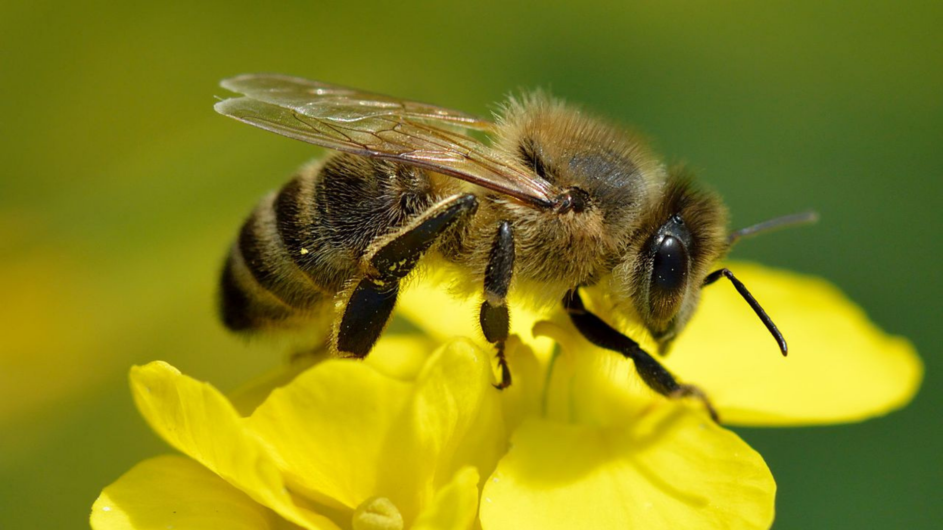 abejas, refugios, polinización, biodiversidad, Medellín, medio ambiente, apicultura, abejas solitarias, ecosistema, sostenibilidad
