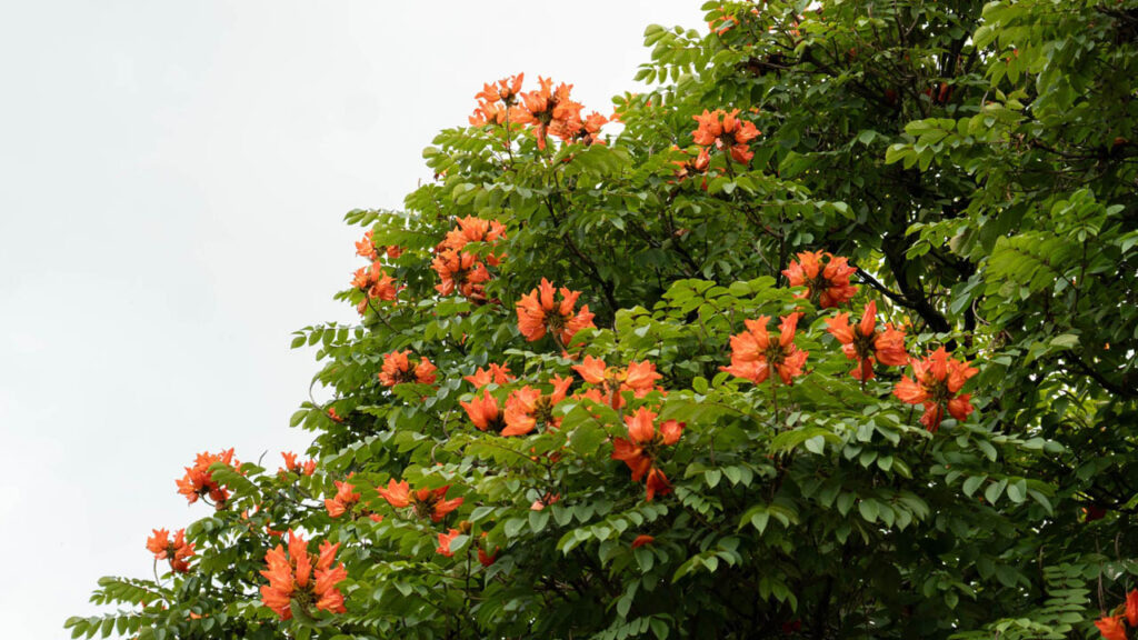 árboles
