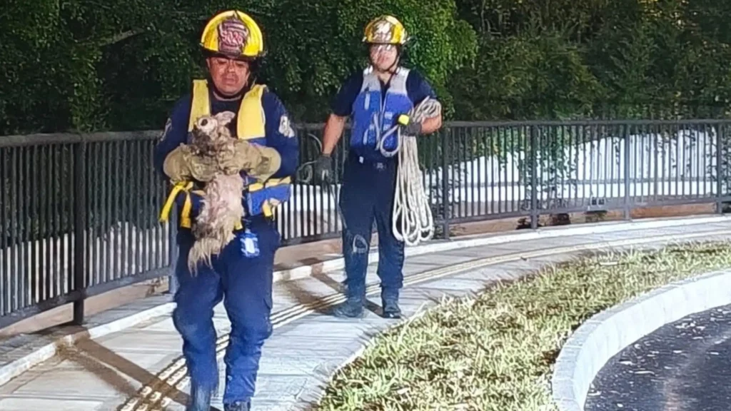 Foto: cortesía Bomberos Rionegro.